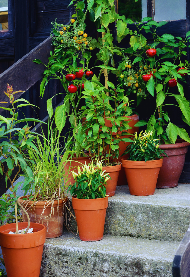 Container kitchen garden